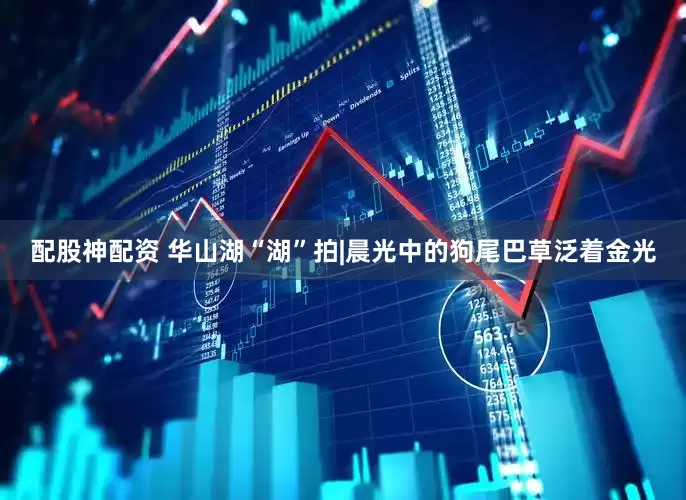 配股神配资 华山湖“湖”拍|晨光中的狗尾巴草泛着金光